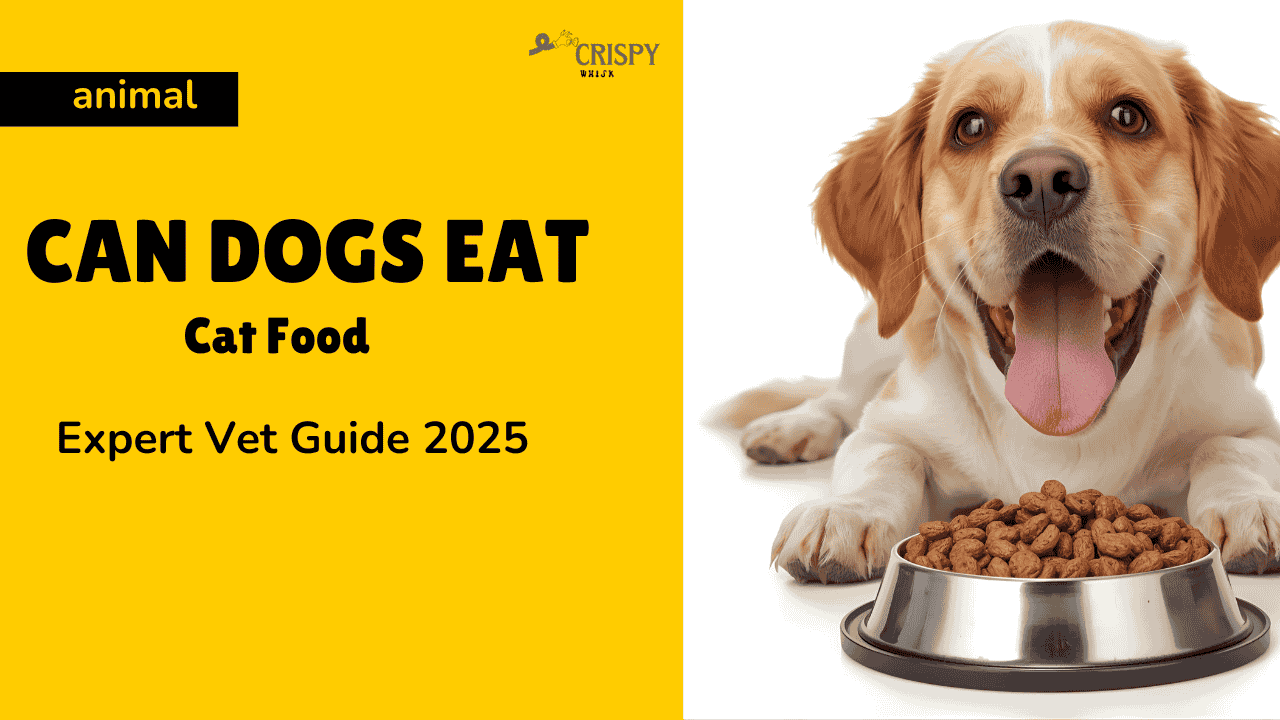 Can Dogs Eat Cat Food? Expert Vet Guide 2025